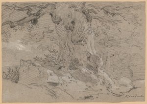 Study of Old Tree Trunk