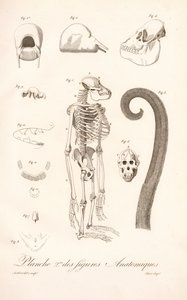 Comparative Primate Anatomy, Second Plate