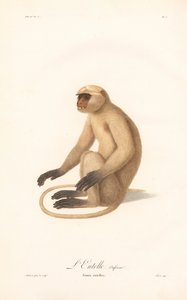 Hanuman Langur by Jean Baptiste Audebert