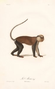 Mona Monkey
