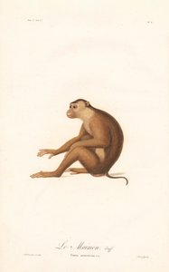 Pig-tailed Macaque by Jean Baptiste Audebert