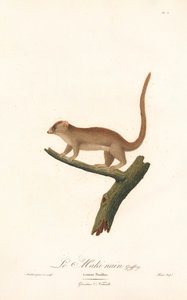 Pygmy Mouse Lemur