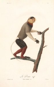 Red-shanked Douc Langur