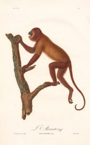 Red Howler Monkey