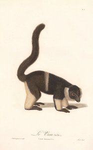 Ruffed Lemur Variety