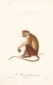 Toque Macaque