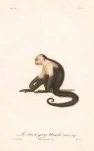 White-throated Capuchin