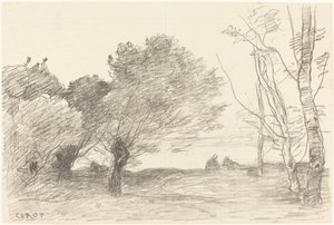 Willows and White Poplars