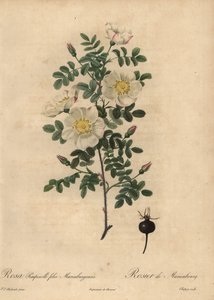 Marienbourg’s burnet rose, Rosa pimpinellifolia Mariaeburgensi