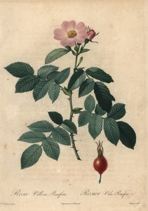 Pink apple rose, Rosa villosa by Jean Baptiste Chapuy