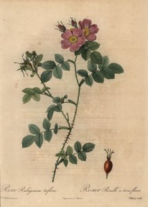 Pink Sweetbriar Rose, Rosa Rubiginosa by Jean Baptiste Chapuy