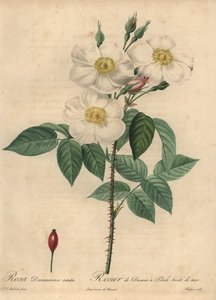 White Damask rose, Rosa x damascena by Jean Baptiste Chapuy