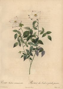 White and Pink China Rose, Rosa Chinensis by Jean Baptiste Chapuy