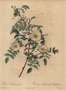 White and Pink Rose, Rosa Redutea Glauca