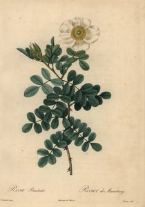 White chicksaw rose, Rosa bracteata by Jean Baptiste Chapuy