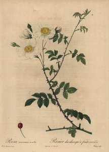 White field rose, Rosa arvensis