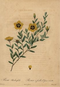Yellow rose, Rosa berberifolia by Jean Baptiste Chapuy