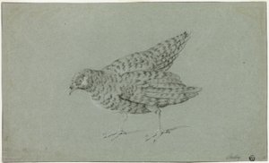 Partridge by Jean Baptiste Oudry