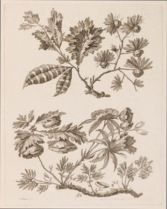 Flower Boughs, from "Recueil de Differentes Fleurs de Fantaisie Dans le Goût Chinois" by Jean Baptiste Pillement