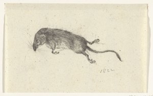 Dead Mouse by Jean Bernard