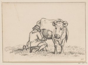 A Cow Being Milked