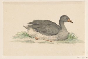 Duck, to the right by Jean Bernard