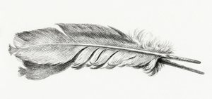 Feather by Jean Bernard