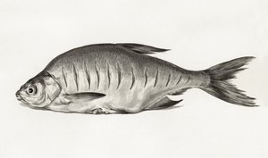 Fish by Jean Bernard