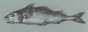 Fish Green by Jean Bernard