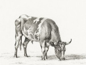 Grazing Bull by Jean Bernard