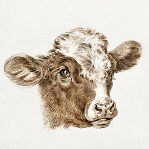 Head of a Cow by Jean Bernard