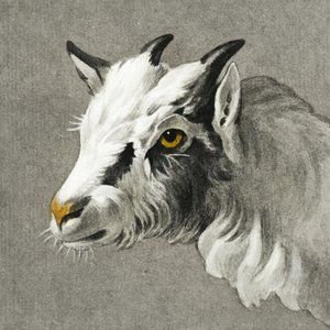 Head of a Goat by Jean Bernard