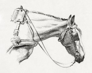 Head of a Horse by Jean Bernard