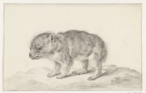 Young Bear (?) by Jean Bernard