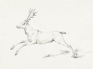 Jumping Deer by Jean Bernard