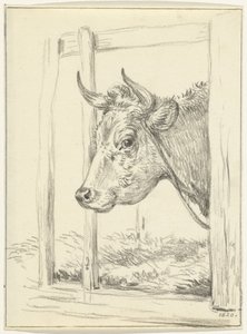 Head of a Cow in a Stable, Facing Left