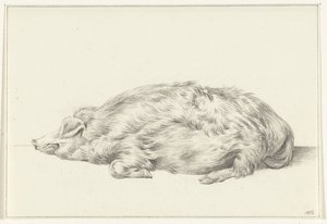 Lying Pig, Facing Left by Jean Bernard