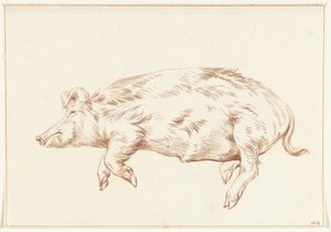Lying Pig, Facing Left