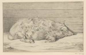 Lying Pig, Facing Right, Against a Shelter