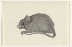 Mouse, Facing Left by Jean Bernard