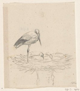 Stork on Nest