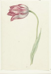 Pink Tulip