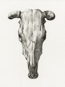 Skull of a Cow Front View by Jean Bernard