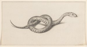 Snake by Jean Bernard