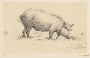 Standing Watering Pig, Facing Right, in the Grass by Jean Bernard