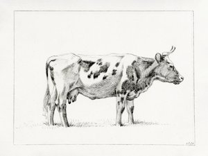 Standing Cow