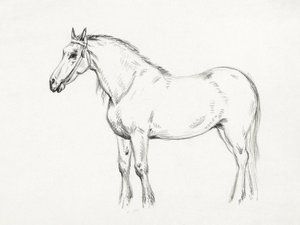 Standing Horse