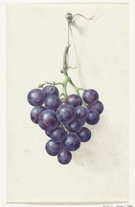 Bunch of Blue Grapes