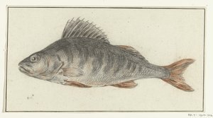 Fish by Jean Bernard