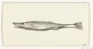 Fish by Jean Bernard